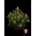 Семена Serious seeds Strawberry Akeil feminized - цены, описание в интернет-магазине Dutch Seeds