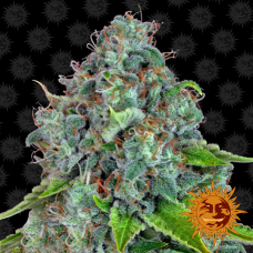 Barneys farm Strawberry Lemonade feminized