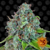 Семена Barneys farm Strawberry Lemonade feminized - цены, описание в интернет-магазине Dutch Seeds