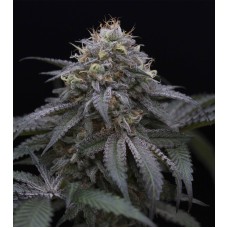 Humboldt seeds Sugar Breath feminized