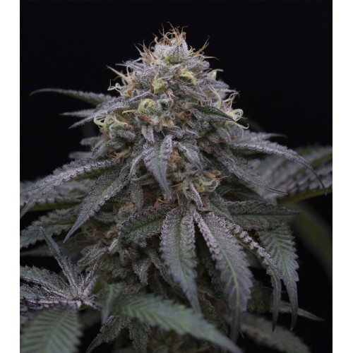 Семена Humboldt seeds Sugar Breath feminized - цены, описание в интернет-магазине Dutch Seeds