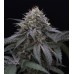 Семена Humboldt seeds Sugar Breath feminized - цены, описание в интернет-магазине Dutch Seeds