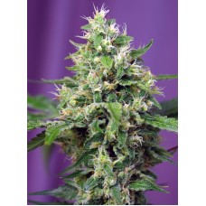 Sweet seeds Sweet Amnesia Haze XL Auto autofeminized