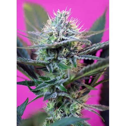 Семена Pyramid seeds Gorila feminized - цены, описание в интернет-магазине Dutch Seeds