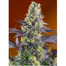 Sweet seeds Sweet Zkittlez feminized