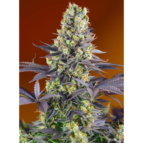 Семена Sweet seeds Sweet Zkittlez feminized - цены, описание в интернет-магазине Dutch Seeds