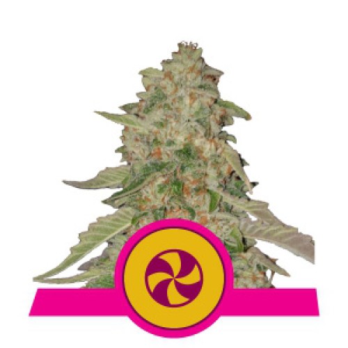 Семена Royal Queen Seeds Sweet ZZ feminized 5 шт. - цены, описание в интернет-магазине Dutch Seeds