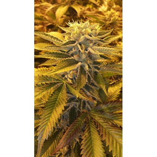 Семена Jinxproof Genetics True Love regular - цены, описание в интернет-магазине Dutch Seeds