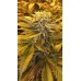 Семена Jinxproof Genetics True Love regular - цены, описание в интернет-магазине Dutch Seeds