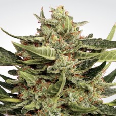 Paradise seeds Vertigo autofeminized