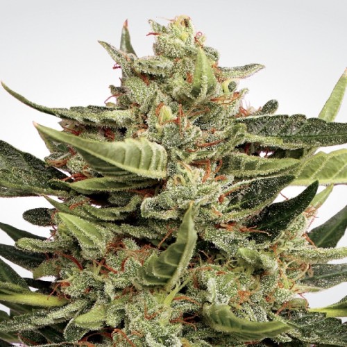 Семена Paradise seeds Vertigo autofeminized - цены, описание в интернет-магазине Dutch Seeds