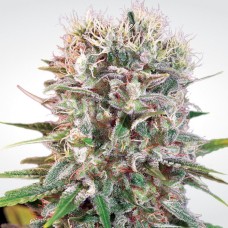 Paradise seeds Wappa feminized