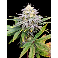 Dutch Bulk Watermelon Zkittlez feminized