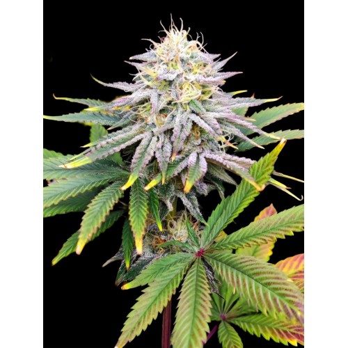 Семена Dutch Bulk Watermelon Zkittlez feminized 20 шт. - цены, описание в интернет-магазине Dutch Seeds