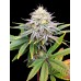 Семена Dutch Bulk Watermelon Zkittlez feminized 5 шт. - цены, описание в интернет-магазине Dutch Seeds