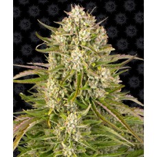 Barneys farm Wedding Cake Auto autofeminized