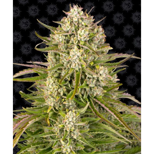 Семена Barneys farm Wedding Cake Auto autofeminized - цены, описание в интернет-магазине Dutch Seeds