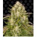 Семена Barneys farm Wedding Cake Auto autofeminized - цены, описание в интернет-магазине Dutch Seeds