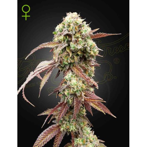 Семена Green House West Coast O.G. x Gelato 41 Auto autofeminized - цены, описание в интернет-магазине Dutch Seeds