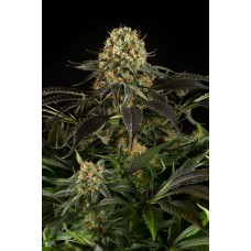 Dinafem White Siberian feminized