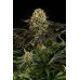 Семена Dinafem White Siberian feminized - цены, описание в интернет-магазине Dutch Seeds