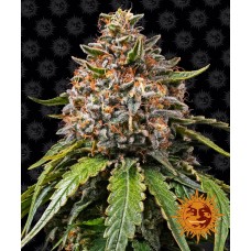 Delicious Seeds Bay Burger feminized