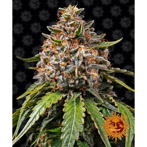 Семена Royal Queen Seeds Wedding Crasher feminized 5 шт. - цены, описание в интернет-магазине Dutch Seeds