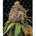 Семена Barneys farm White Widow XXL feminized - цены, описание в интернет-магазине Dutch Seeds