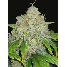 Dutch Bulk Auto Zklittlez autofeminized