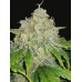 Семена Dutch Bulk Auto Zklittlez autofeminized 5 шт. - цены, описание в интернет-магазине Dutch Seeds